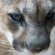 Mountain lion stole dog from home