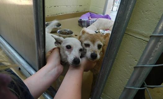 Senior dogs abandoned by owner