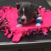 Puppy mutilated and dumped in park