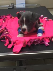 Puppy mutilated and dumped in park