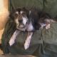 16-yr-old dog needs loving foster home