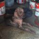 Dog's pitiful condition will leave you ashamed