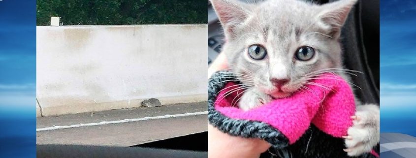 Kitten rescued