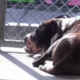 Sad dog at animal control after human mom died