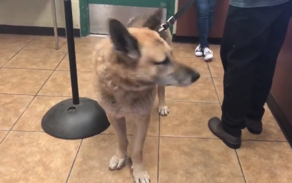 Surrendered shepherd tried to stay with his owner
