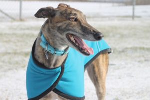 Racing dogs test positive for cocaine