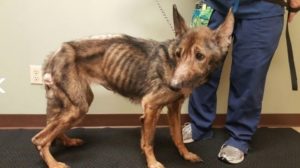 Dogs starved to the brink of death