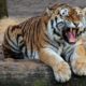 Tiger kills zoo employee