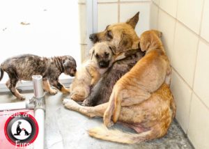 Street dogs face dismal fate
