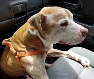 Lost senior dog euthanized hours after being found by good Samaritan