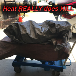 Half dozen dogs die in the heat