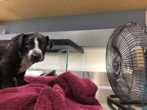puppy rescued from 133-degree car