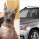 Dog disappears when car is stolen