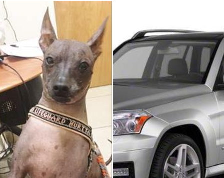 Dog disappears when car is stolen