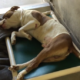 Death row dog dumped at animal control again