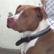 Betrayed - blind puppy surrendered