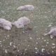 Sheep killed in violent hail storm