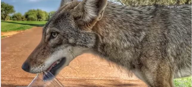 Golfers give thirsty coyote a drink