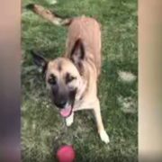 Utility worker accused of killing dog