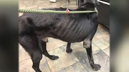 Good Samaritans find emaciated senior dog