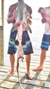 shark mangled during cruel video