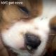Alleged abuse at NYC pet store caught on video