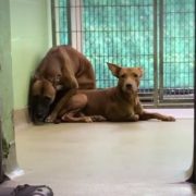 Terrified, bonded dogs at animal control