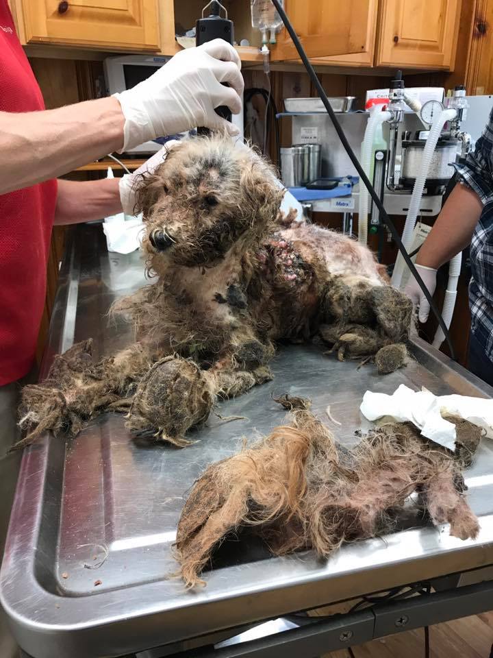 Severely neglected dog, Gretchen