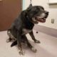 Elderly dog surrendered when owners moved