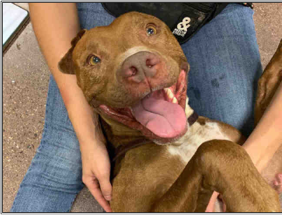 After months at shelter, dog is on the E-list