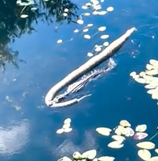 'Godzilla' the alligator caught on video dragging huge Burmese python ...