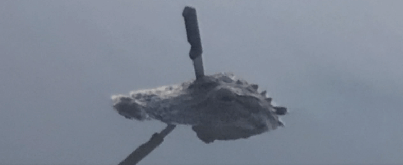 Injured alligator has knife in head