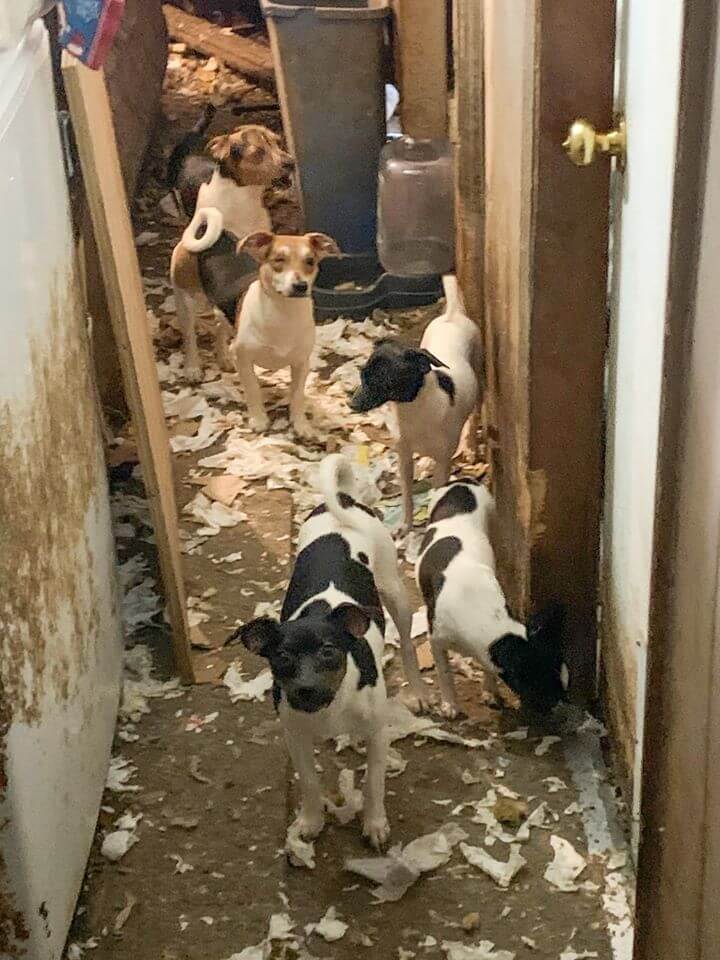 Forty-five dogs rescued from filthy single family trailer ...