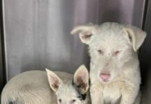 Urgent rescue needed for special needs Aussie puppies ‘Sugar’ and ‘Blizzard’