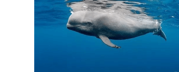 Baby whale injured by boat