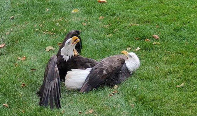 Bald eagles stuck 2
