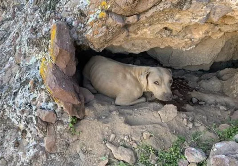 Lucky Shar Pei rescued on Arizona's Lookout Mountain hiding in cutout