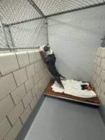 Heartbreaking: Dog stood on hind legs and whimpered watching owners walk out of Georgia shelter