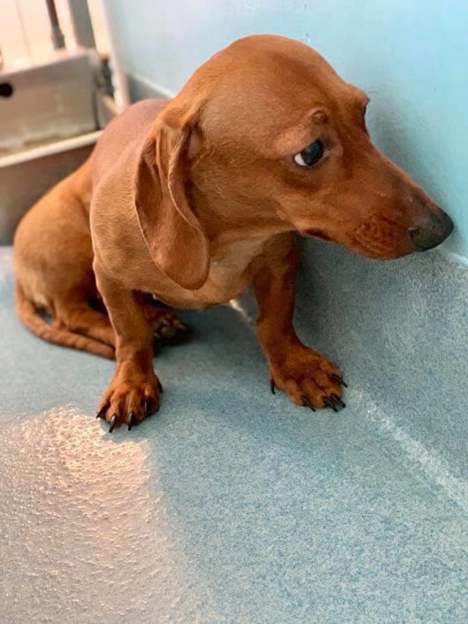 Dumped dachshund puppy terrified at high kill shelter