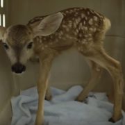 Baby deer taken from the wild