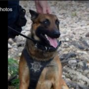 Police K9 takes a bite out of crime