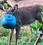 Deer with Halloween blue bucket stuck on head continues to elude rescuers
