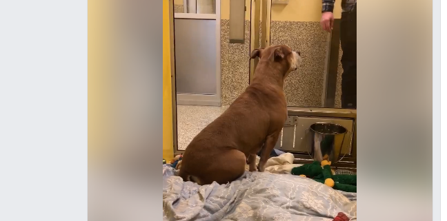 Senior dog longs for someone to notice her