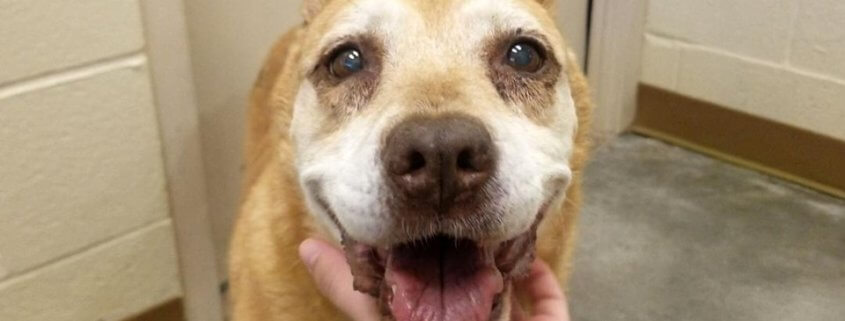 Elderly dog at risk at crowded animal control facility
