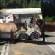 Elderly horses abandoned in trailer