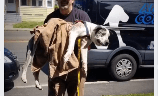 Emaciated, blind senior dog tied to fence