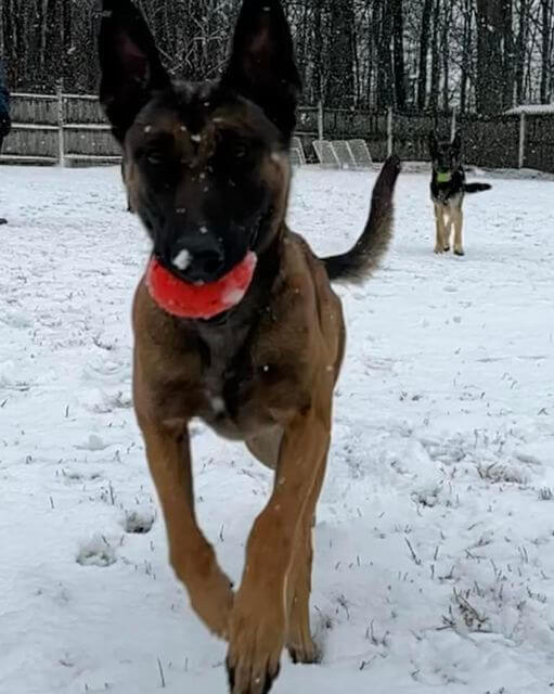 Police dog in Vermont helps to shovel snow captured on adorable video - Pet  Rescue Report
