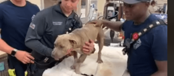 Firefighters rescue dog hit by a car