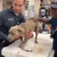 Firefighters rescue dog hit by a car