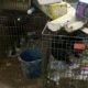 German shepherds rescued from squalor